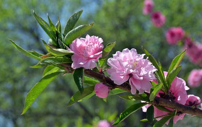 世界菠菜公司排行：菠菜信息大全(菠菜数据